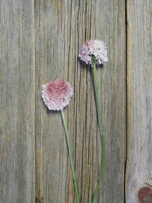 MARSHMALLOW SCOOP  PINK SCABIOSA